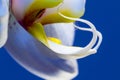 Closeup of an Orchid - macro