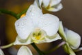 Closeup of an Orchid - macro