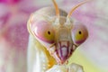 closeup of orchid mantis eyes with a macro lens Royalty Free Stock Photo