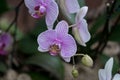 Closeup of Orchids flowers Royalty Free Stock Photo