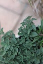 oregano greek 9416 Royalty Free Stock Photo