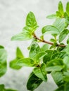 Closeup oregano leaves from the herb garden. Fresh oregano herb Royalty Free Stock Photo