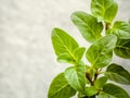 Closeup oregano leaves from the herb garden. Fresh oregano herb Royalty Free Stock Photo