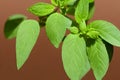 Closeup of an Oregano plant leaves Royalty Free Stock Photo