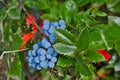 Closeup of oregon grape plant with blue berries Royalty Free Stock Photo