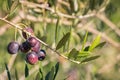 Organic black olives ripening on olive tree in olive orchard with blurred background Royalty Free Stock Photo