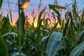 Closeup of Organic Corn Field for Biomass on Cloudy Summer Evening with Sunset Colors and Dramatic Sky Royalty Free Stock Photo