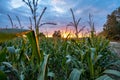Closeup of Organic Corn Field for Biomass on Cloudy Summer Evening with Sunset Colors and Dramatic Sky Royalty Free Stock Photo