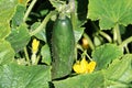 Closeup of an organic cucumber growing in the field