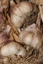 Closeup of organic homegrown garlic onion with roots Royalty Free Stock Photo