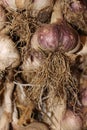 Closeup of fresh organic homegrown garlic onion with roots Royalty Free Stock Photo