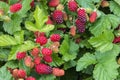 Organic loganberries ripening on loganberry bush