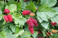 Organic loganberries ripening on loganberry bush Royalty Free Stock Photo