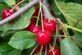 Close up of organic red ripe sour cherries Royalty Free Stock Photo