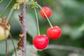 Closeup of organic red ripe sour cherries Royalty Free Stock Photo