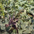 Organically cultivated rutabaga plants from close Royalty Free Stock Photo