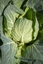 Organically grown cabbage