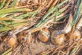 Closeup of organically grown onions