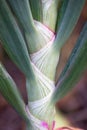 Closeup Organically grown onions tree.