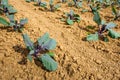 Closeup of organically grown red cabbage plants in the field