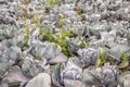 Organically cultivated red cabbages from close Royalty Free Stock Photo