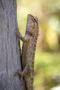 Closeup of an Oriental Garden Lizard (Calotes versicolor) at a tree Royalty Free Stock Photo