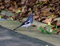 Closeup of an Oriental magpie-robin perched on a stone railing Royalty Free Stock Photo
