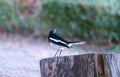 Oriental Magpie Robin Perching on Tree Stump