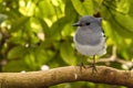 Closeup of an Oriental magpie-robin (Copsychus saularis) perched on the branch of a tree