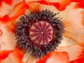 Closeup  of an oriental poppy flower with white and red petals Royalty Free Stock Photo