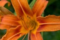 Closeup of Original Orange Daylily flower. Hemerocallis fulva Royalty Free Stock Photo