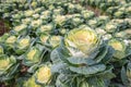 Closeup of ornamental cabbages with dew drops