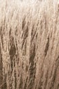 Closeup ornamental grass as neutral background Royalty Free Stock Photo