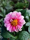 Closeup: Ornamental Plant, Pink Dahlia Flower Royalty Free Stock Photo