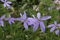 Closeup on the ornamental but poisonous blue flowering Lithotoma axillaris plant