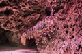 Closeup of a ornate spiny rock lobster sitting on a stone, a big tropical langusta from the pacific ocean