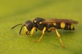 Closeup on the ornate tailed digger wasp, Cerceris rybyensis Royalty Free Stock Photo