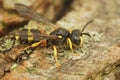 Closeup on an Ornate tailed digger wasp, Cerceris rybyensis, sitting on wood Royalty Free Stock Photo
