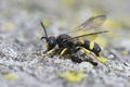 Closeup on an Ornate Tailed Digger Wasp , Cerceris rybyensis, on stone, macro view Royalty Free Stock Photo