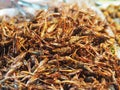 Orthoptera Fried insects Entomophagy crispy