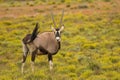 Closeup of an Oryx gazella in the scenic green field Royalty Free Stock Photo