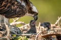 Closeup of Osprey Family in the Nest Royalty Free Stock Photo