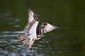 Osprey flying with with fish Royalty Free Stock Photo
