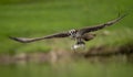 Closeup of an Osprey hunting for a Fish Royalty Free Stock Photo