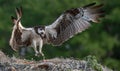 Closeup of Osprey in the Nest Royalty Free Stock Photo