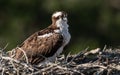 Closeup of Osprey in the Nest Royalty Free Stock Photo