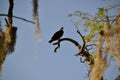 Closeup of Osprey (Pandion haliaetus) perched on high tree branch against blue sky Royalty Free Stock Photo