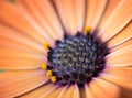 Closeup of colourful osteospermum flower or cape daisy Royalty Free Stock Photo