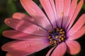 Closeup of colourful osteospermum flower or cape daisy Royalty Free Stock Photo