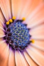 Closeup of colourful osteospermum flower or cape daisy